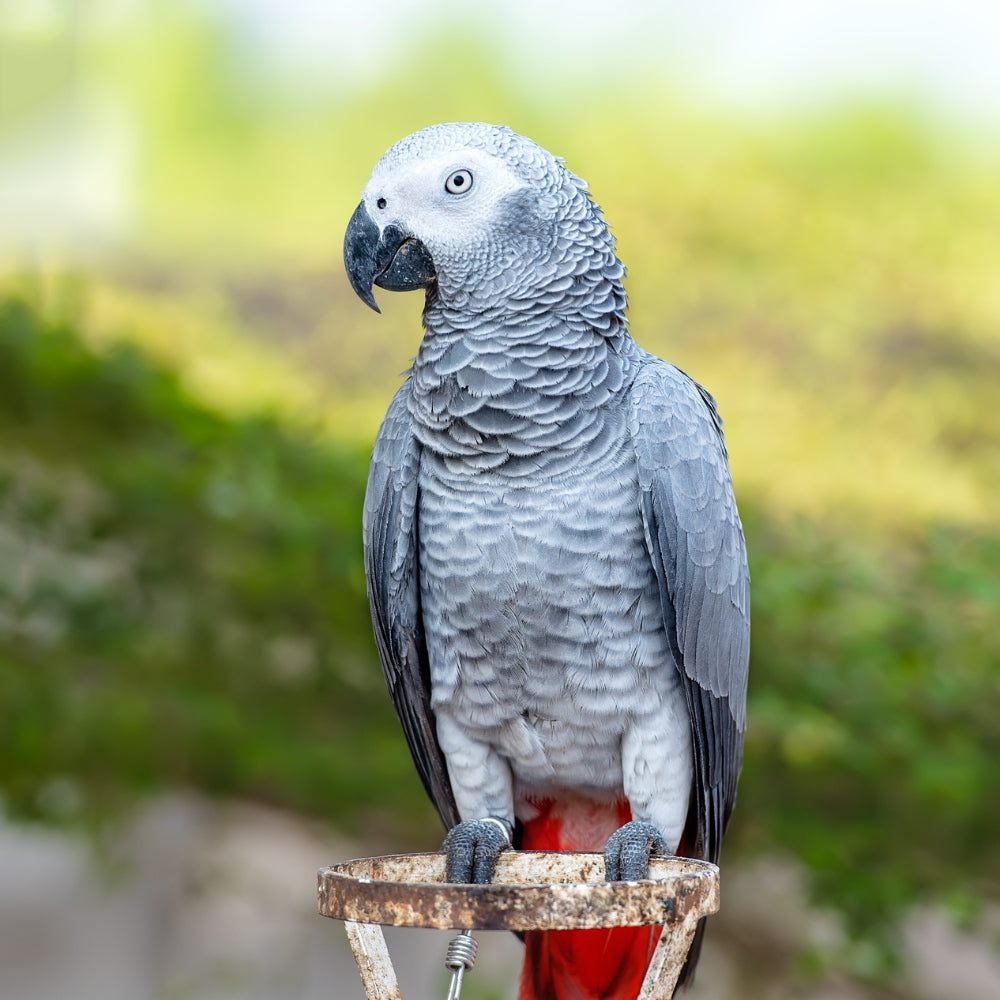 African Grey Parrot (Psittacus erithacus)