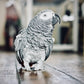 African Grey Parrot (Psittacus erithacus)