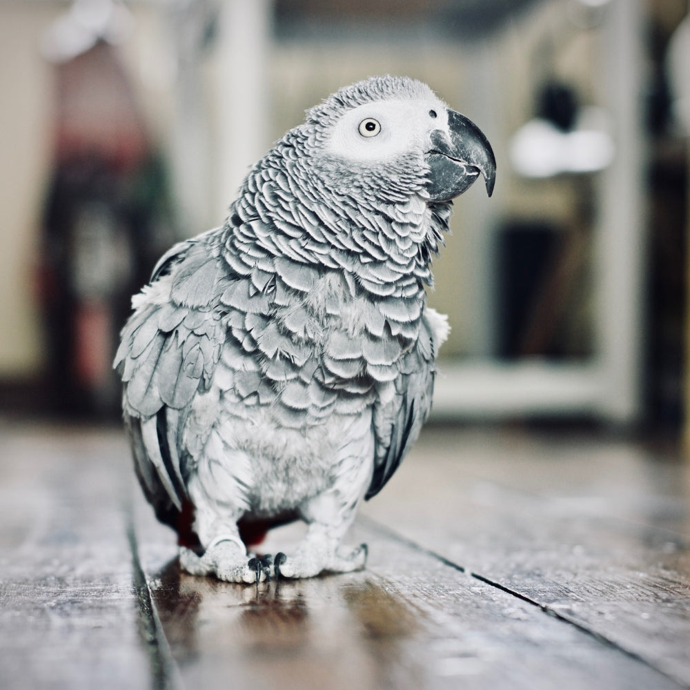 African Grey Parrot (Psittacus erithacus)